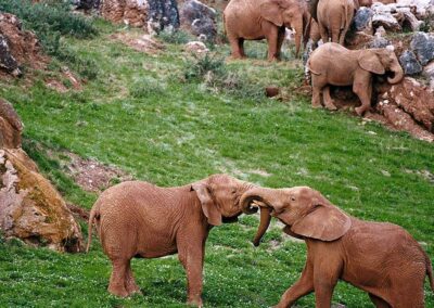 Elefantes en parque de la nauraleza de cabárceno