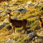 Un día en el parque de animales salvajes en Cantabria