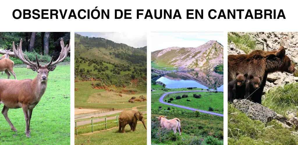 observación de fauna en cantabria