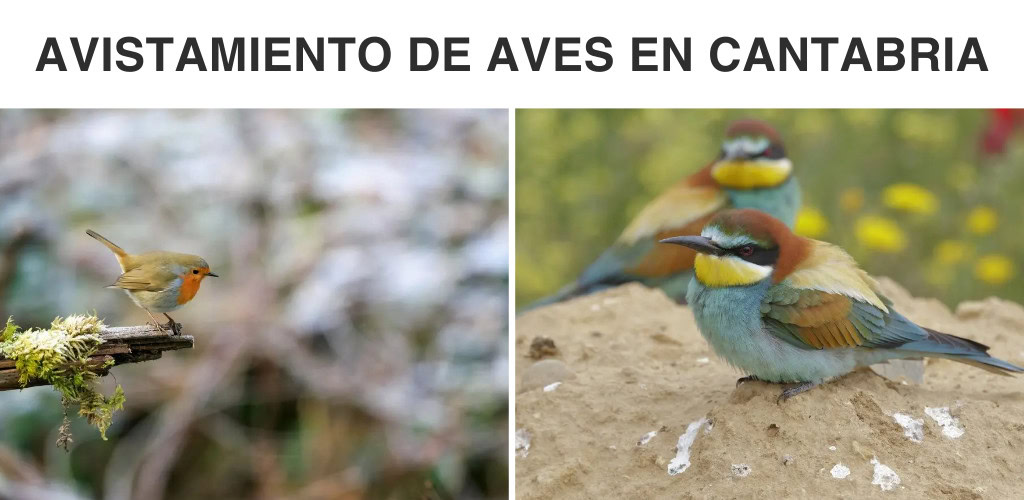 avistamiento de aves en cantabria