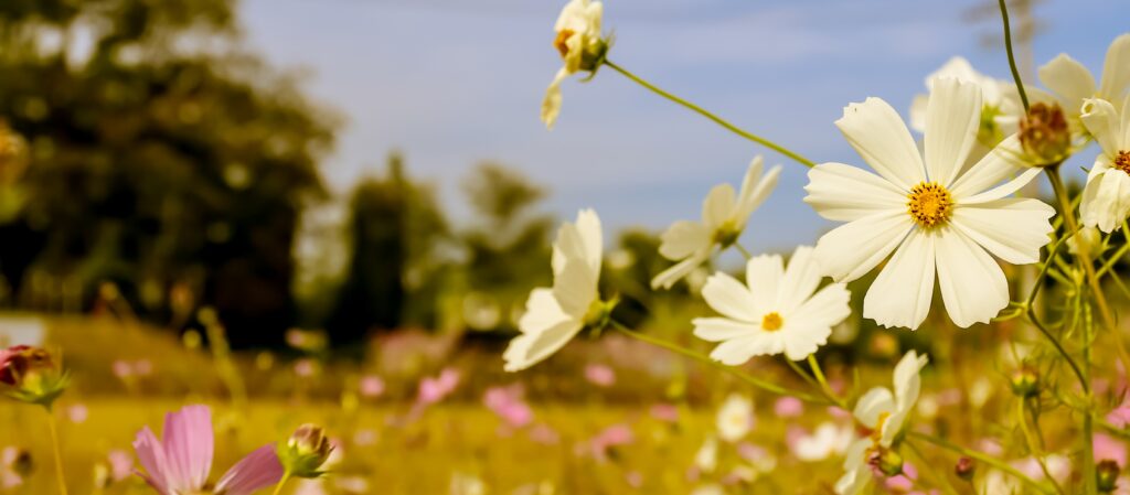 Fotógrafo capturando un paisaje de montaña al amanecer en primavera en Cantabria - fotografia naturaleza primavera