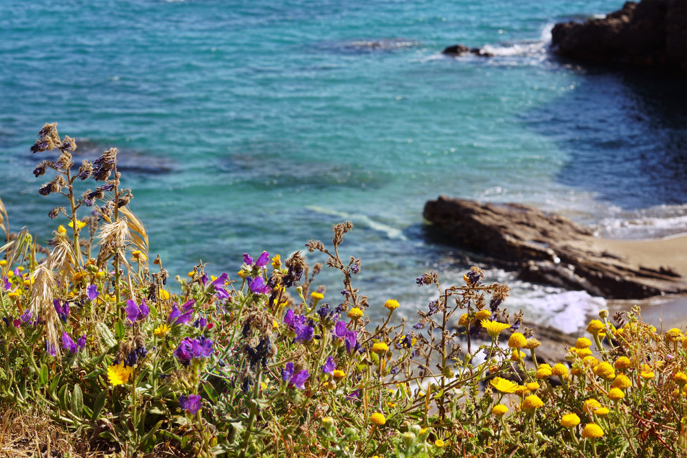 Hayedo con hojas nuevas de verde intenso en primavera en los valles de Cantabria - paisajes fotográficos