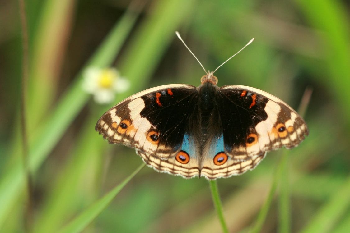 Macrofotografía de mariposa en la naturaleza - técnicas macro insectos junio Cantabria