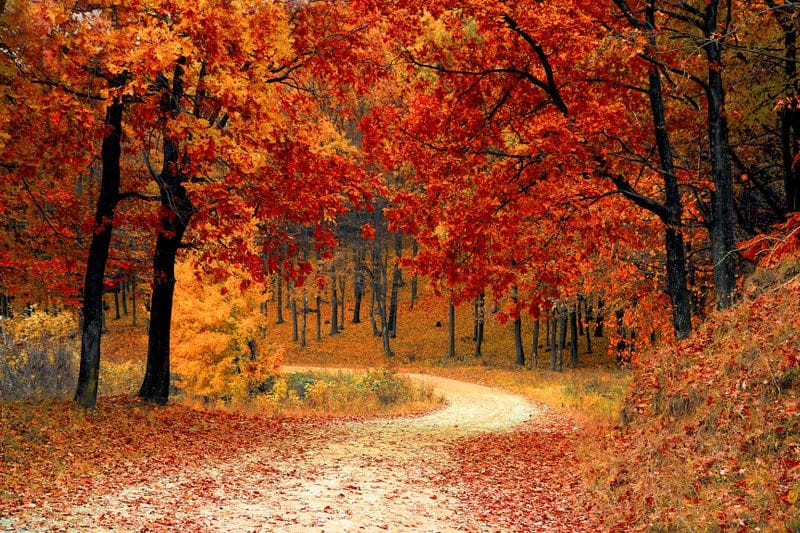 Bosque de otoño en Cantabria ideal para senderismo entre colores dorados