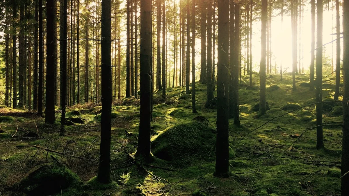 Luz del sol filtrándose entre los árboles en el bosque de secuoyas de Cantabria en otoño