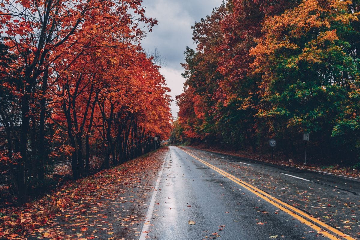 Ruta de colores dorados en otoño en Cantabria - bosque de hayas con hojas rojas y doradas