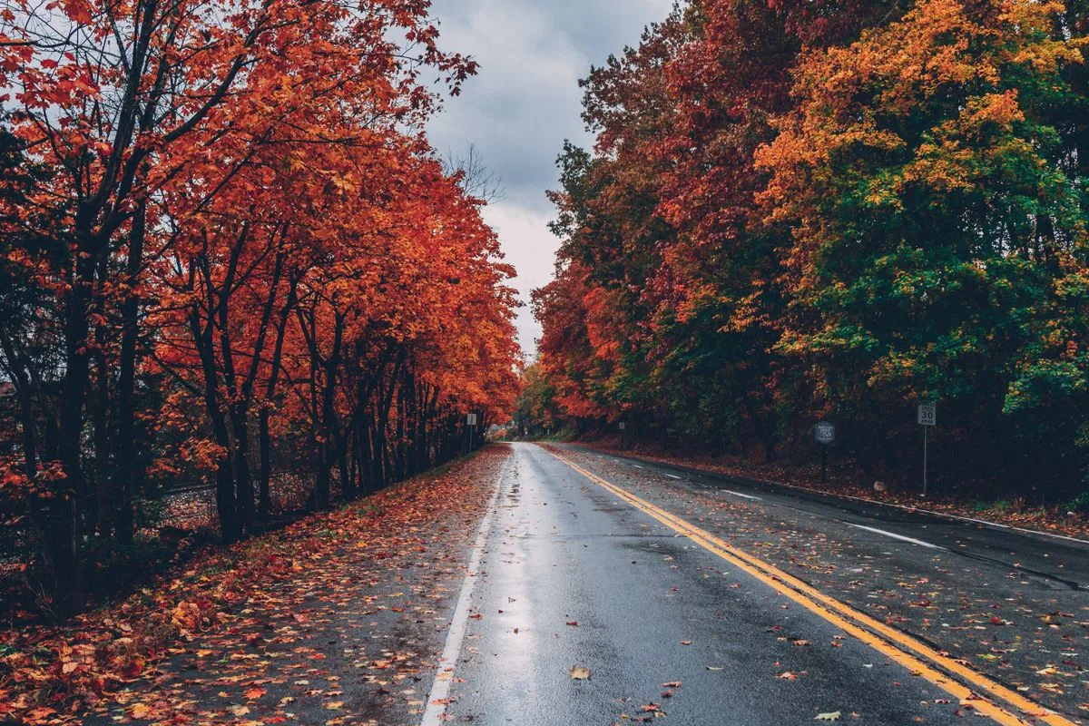 Ruta de colores dorados en otoño en Cantabria - bosque de hayas con hojas rojas y doradas
