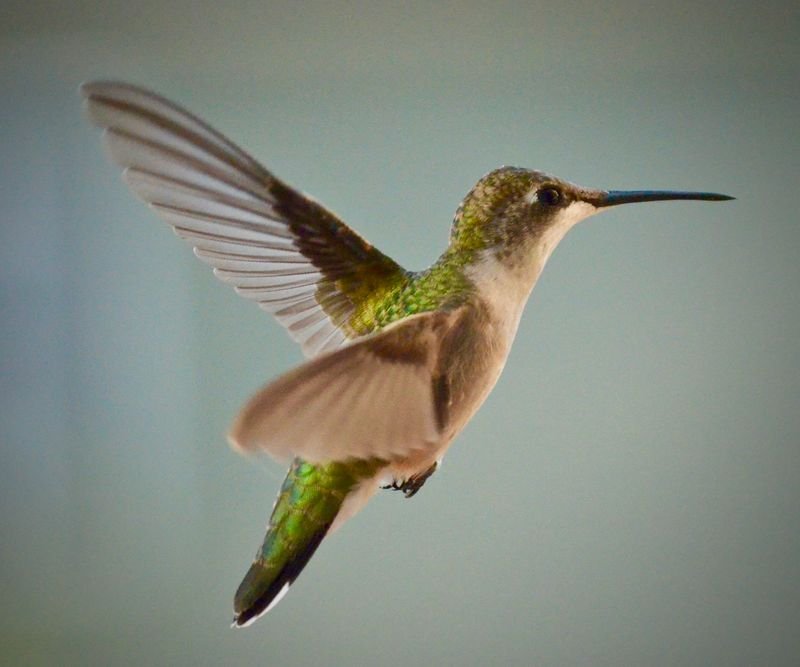 Aves migratorias sobrevolando humedales en Cantabria durante la migración otoñal