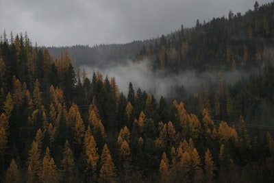 Bosque otoñal con niebla y musgo en Cantabria ideal para recolectar setas