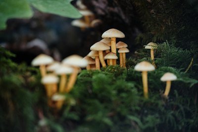 Búsqueda de setas en el suelo del bosque de Cantabria