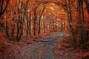 Ruta de senderismo en otoño por un bosque de Cantabria con hojas naranjas