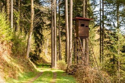 Sendero en el bosque hacia un observatorio de aves en Cantabria