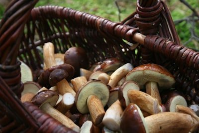 Cesta de setas silvestres recolectadas en un bosque de Cantabria en otoño